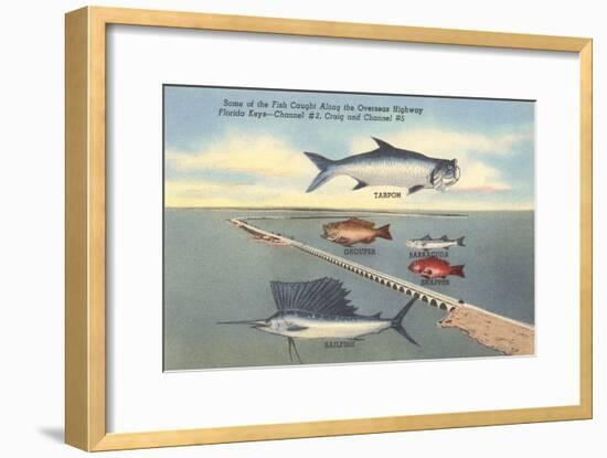 Fish, Bridge, Florida-null-Framed Art Print