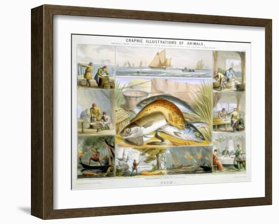 Fish, C1850-Robert Kent Thomas-Framed Giclee Print