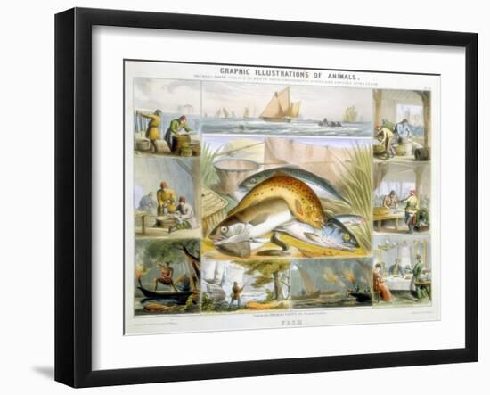 Fish, C1850-Robert Kent Thomas-Framed Giclee Print