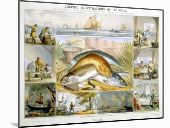 Fish, C1850-Robert Kent Thomas-Mounted Giclee Print