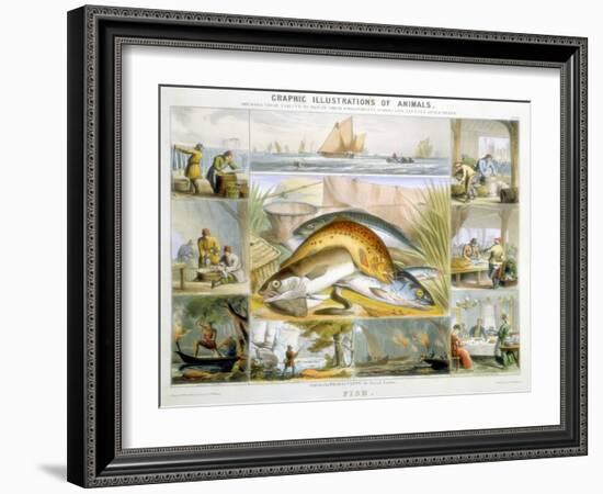 Fish, C1850-Robert Kent Thomas-Framed Giclee Print