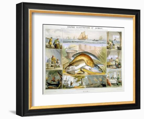 Fish, C1850-Robert Kent Thomas-Framed Giclee Print