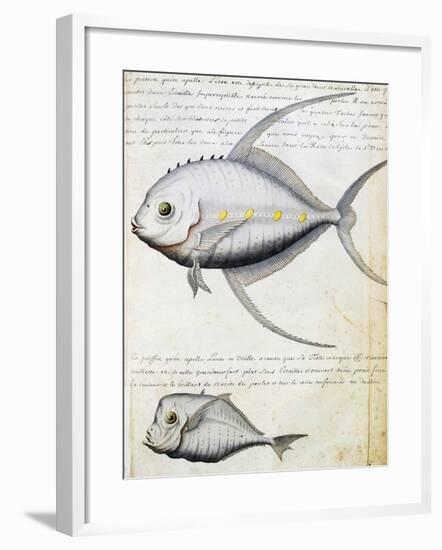 Fish Called Lisse and Moon Fish-null-Framed Giclee Print