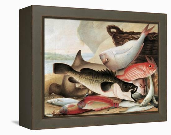 Fish Catch and Dawes Point, Sydney Harbour, C.1813-John William Lewin-Framed Premier Image Canvas