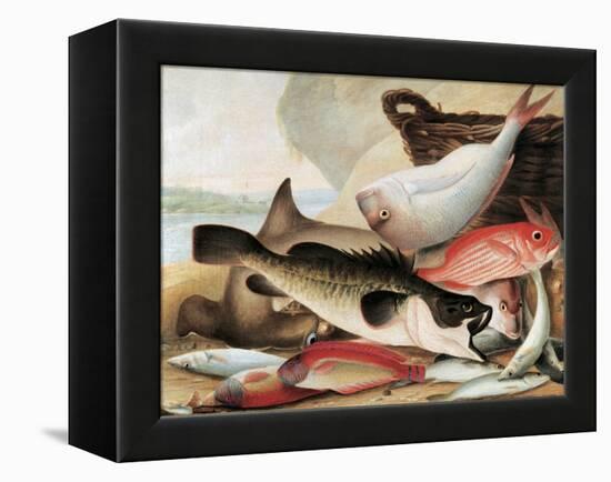 Fish Catch and Dawes Point, Sydney Harbour, C.1813-John William Lewin-Framed Premier Image Canvas