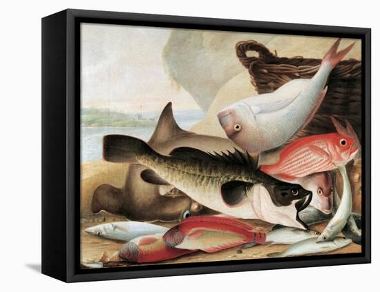 Fish Catch and Dawes Point, Sydney Harbour, C.1813-John William Lewin-Framed Premier Image Canvas