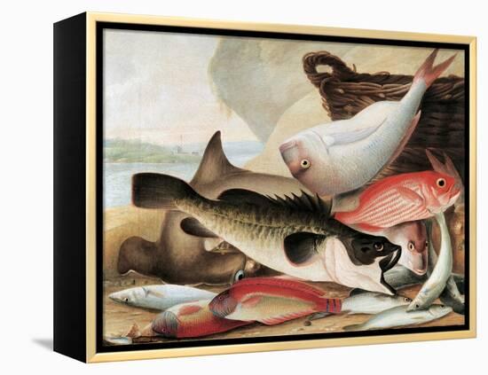 Fish Catch and Dawes Point, Sydney Harbour, C.1813-John William Lewin-Framed Premier Image Canvas