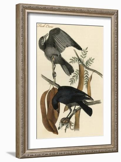 Fish Crow-John James Audubon-Framed Art Print