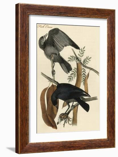 Fish Crow-John James Audubon-Framed Art Print