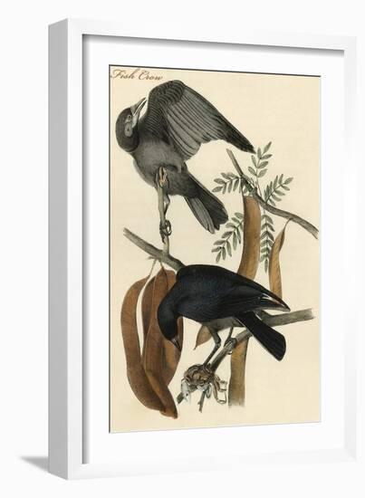 Fish Crow-John James Audubon-Framed Art Print