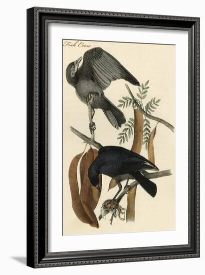 Fish Crow-John James Audubon-Framed Art Print