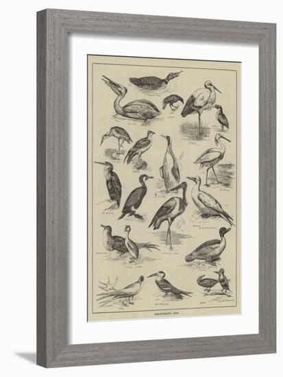 Fish-Destroying Birds-null-Framed Giclee Print