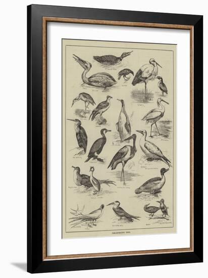 Fish-Destroying Birds-null-Framed Giclee Print