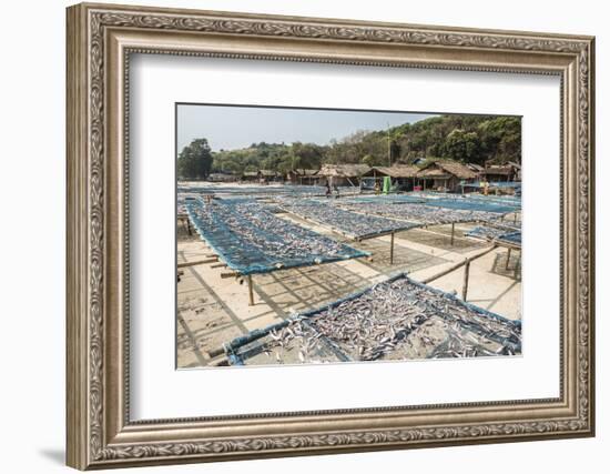 Fish Drying in the Fishing Village at Tizit Beach, Dawei Peninsula, Tanintharyi Region-Matthew Williams-Ellis-Framed Photographic Print