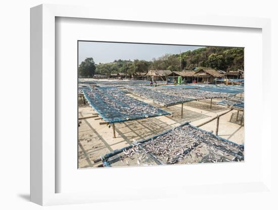 Fish Drying in the Fishing Village at Tizit Beach, Dawei Peninsula, Tanintharyi Region-Matthew Williams-Ellis-Framed Photographic Print