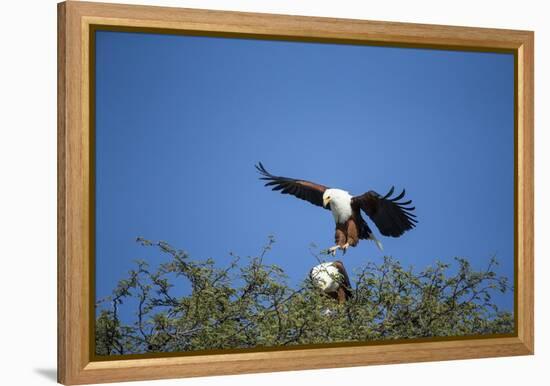 Fish Eagles Mating, Chobe National Park, Botswana-Paul Souders-Framed Premier Image Canvas