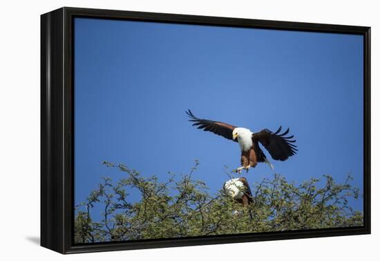 Fish Eagles Mating, Chobe National Park, Botswana-Paul Souders-Framed Premier Image Canvas