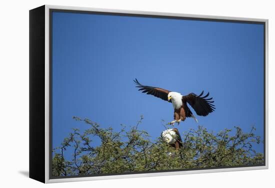 Fish Eagles Mating, Chobe National Park, Botswana-Paul Souders-Framed Premier Image Canvas