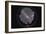 Fish-Eye Panorama of the Southern Night Sky in Australia-Stocktrek Images-Framed Photographic Print