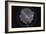 Fish-Eye Panorama of the Southern Night Sky in Australia-Stocktrek Images-Framed Photographic Print