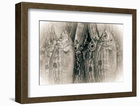 Fish Eye-Valda Bailey-Framed Photographic Print