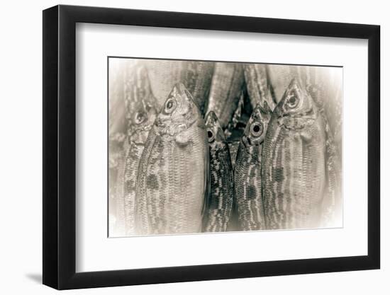 Fish Eye-Valda Bailey-Framed Photographic Print