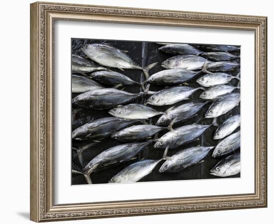 Fish for Sale in Open-Air Market Along Sea Street, Galle, Southern Province, Sri Lanka-null-Framed Photographic Print