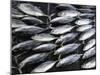 Fish for Sale in Open-Air Market Along Sea Street, Galle, Southern Province, Sri Lanka-null-Mounted Photographic Print