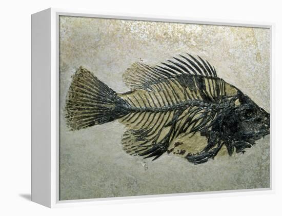 Fish Fossil, Wyoming, USA-Kevin Schafer-Framed Premier Image Canvas