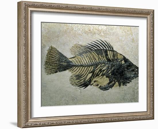 Fish Fossil, Wyoming, USA-Kevin Schafer-Framed Premium Photographic Print