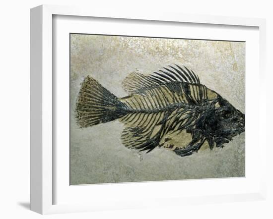 Fish Fossil, Wyoming, USA-Kevin Schafer-Framed Photographic Print