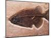 Fish Fossil-Mark E. Gibson-Mounted Photographic Print