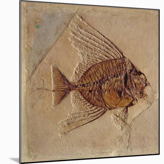 Fish (Fossil)-null-Mounted Giclee Print