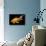 Fish Goldfish in Tank Black Background-null-Photographic Print displayed on a wall