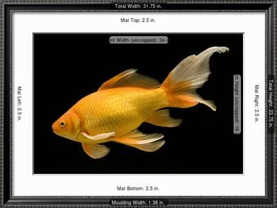 Fish Goldfish In Tank Black Background Photographic Print By Art Com