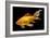 Fish Goldfish in Tank Black Background-null-Framed Photographic Print