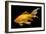 Fish Goldfish in Tank Black Background-null-Framed Photographic Print