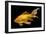 Fish Goldfish in Tank Black Background-null-Framed Photographic Print