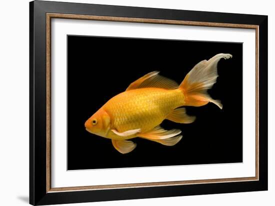 Fish Goldfish in Tank Black Background-null-Framed Photographic Print