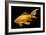 Fish Goldfish in Tank Black Background-null-Framed Photographic Print