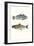 Fish Grouping 1-Natasha Marie-Framed Giclee Print