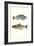 Fish Grouping 1-Natasha Marie-Framed Giclee Print