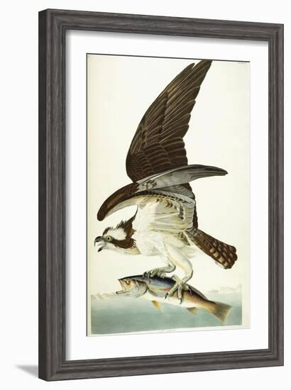 Fish Hawk, 1830-John James Audubon-Framed Giclee Print