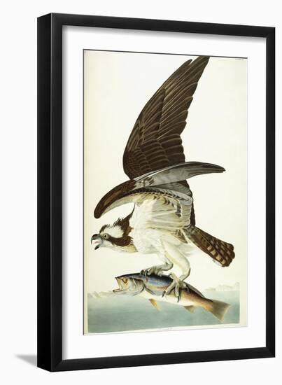 Fish Hawk, 1830-John James Audubon-Framed Giclee Print