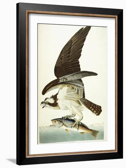 Fish Hawk, 1830-John James Audubon-Framed Giclee Print