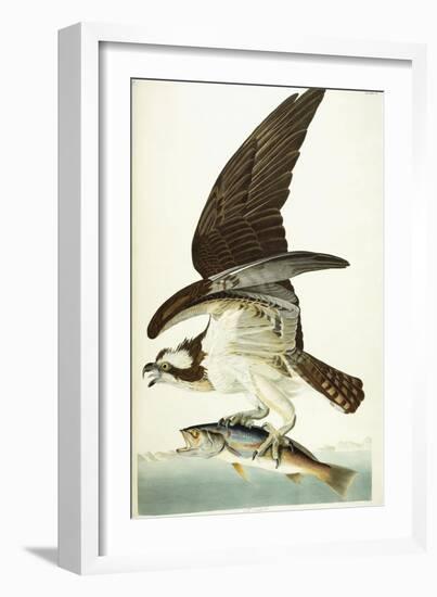 Fish Hawk, 1830-John James Audubon-Framed Giclee Print