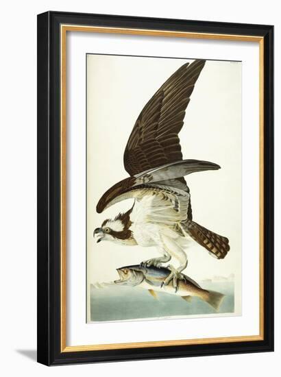 Fish Hawk, 1830-John James Audubon-Framed Giclee Print