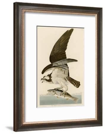 Fish Hawk or Osprey Giclee Print by John James Audubon | Art.com