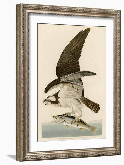 Fish Hawk or Osprey-John James Audubon-Framed Giclee Print