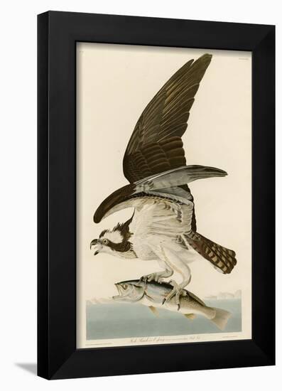 Fish Hawk or Osprey-John James Audubon-Framed Giclee Print